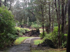 Lava Trees